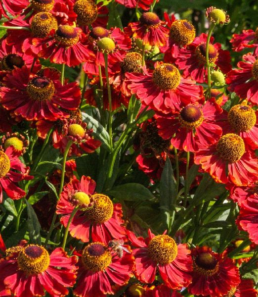 Helenium 'Baudirektor Linne'